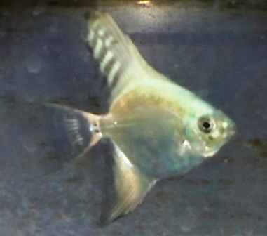 Angelfish - Metallic Aqua Blue Arrowhead - Small